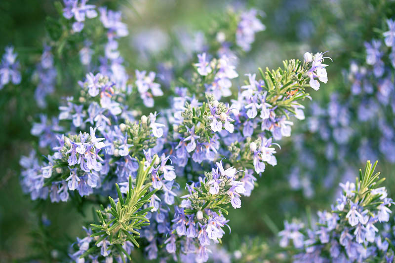 Rosemary, Rosmarinus officinalis, Herb, Aromatic Herb