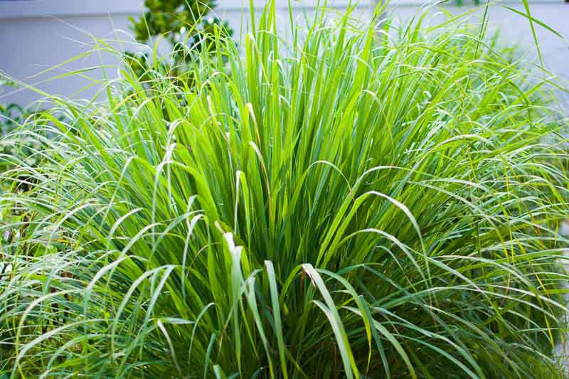 Lemon Grass, Citronella Grass, Serai, Squinant, Andropogon citratus