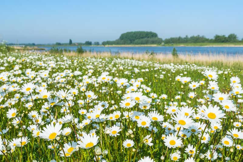 Daisies, Daisy, April Birth Flower, Birth Flowers, Birth Month Flowers, Birth Flower, Month Birth Flower