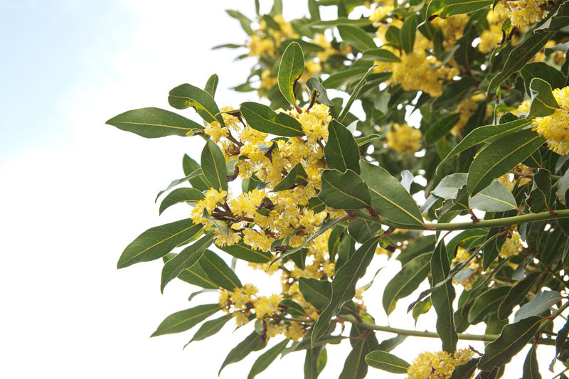 Image of Bay laurel and citrus companion planting