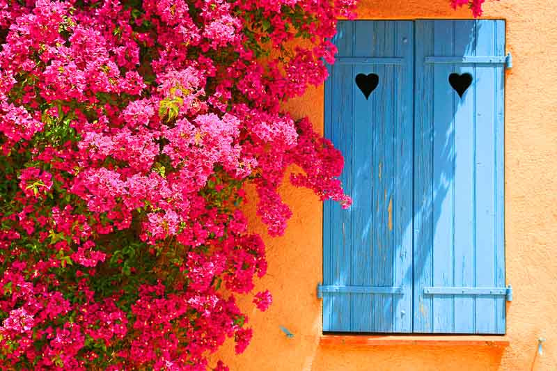 bougainvillea yellow