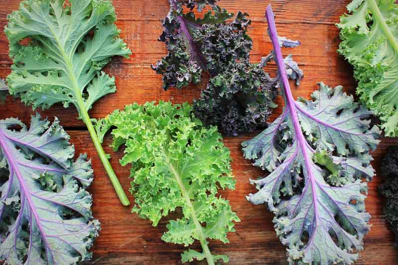 Kale, Curly Kale, Lacinato Kale, Tuscan Kale, Dinosaur Kale, Black Kale, Red Russian Kale, Redbor Kale, Siberian Kale, Ornamental Kale