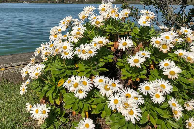 Nippon Daisy, Montauk Daisy, Nipponanthemum nipponicum, Leucanthemum nipponicum, Chrysanthemum nipponicum