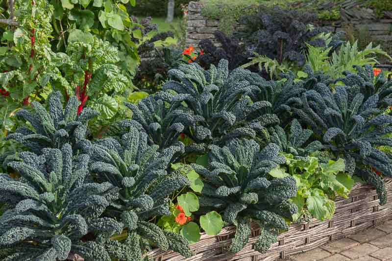 Kale, Curly Kale, Lacinato Kale, Tuscan Kale, Dinosaur Kale, Black Kale, Red Russian Kale, Redbor Kale, Siberian Kale, Ornamental Kale