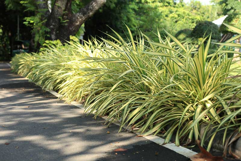 Spider Plant Care: Boost Your Indoor Jungle Today!