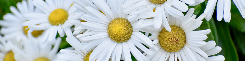 Daisy, Daisies, Nippon Daisy, Montauk Daisy, Nipponanthemum nipponicum, Leucanthemum nipponicum, Chrysanthemum nipponicum
