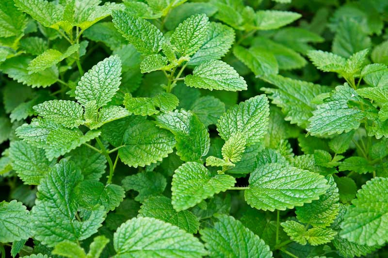 Lemon Balm, Balm, Balm Leaf, Balm Oil Plant, Barm Leaf, Bee Balm, Dropsywort, Honey Plant, Pimentary, Sweet Balm, Sweet Mary, Tea Balm