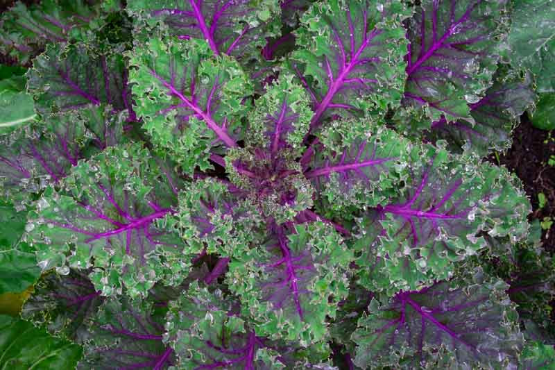 Kale, Curly Kale, Lacinato Kale, Tuscan Kale, Dinosaur Kale, Black Kale, Red Russian Kale, Redbor Kale, Siberian Kale, Ornamental Kale