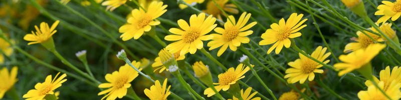 Daisy, Daisies, Bristleleaf Pricklyleaf, Dahlberg Daisy, Golden Fleece, Shooting Star, Thymophylla tenuiloba