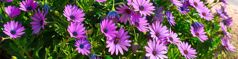 Daisy, Daisies, African Daisy, Osteospermum, African daisies, Cape daisies, Blue-eyed daisies