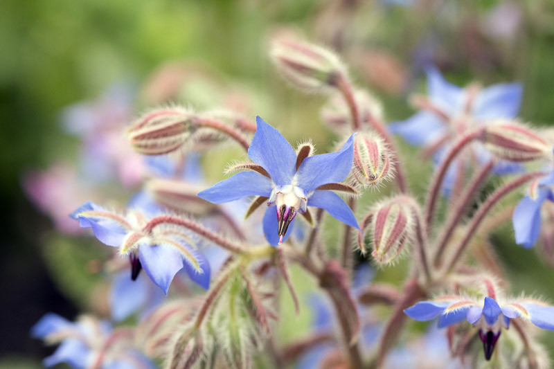 Borage, Cool Tankard, Talewort, Tailwort