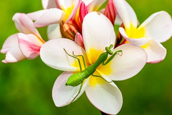 Hierodula patellifera,  Asian mantis, Asian mantis, Indochina mantis or Harabiro Mantis