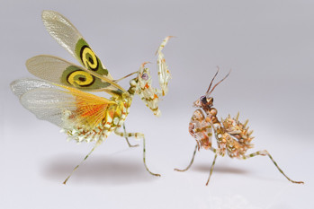 Pseudocreobotra wahlbergii, spiny flower mantis