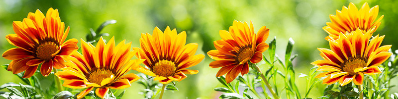 Daisy, Daisies, Gazania, Treasure Flower, African daisy, African daisies, Gazania rigens, Drought tolerant flowers, Drought tolerant perennials, Long blooming season