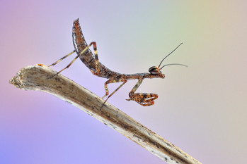 Stagmomantis californica, california mantis