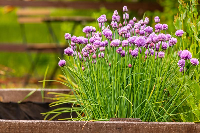 Chives