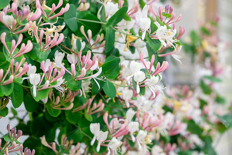 Honeysuckle, Lonicera, June Birth Flower, Birth Flowers, Birth Month Flowers, Birth Flower, Month Birth Flower, May Birth Flower, June Birth Flower, July Birth Flower