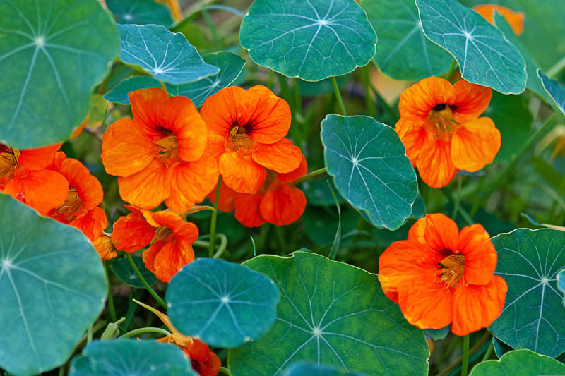 Nasturtium, Trapaeolum, Annual Flowers, Companion Planting