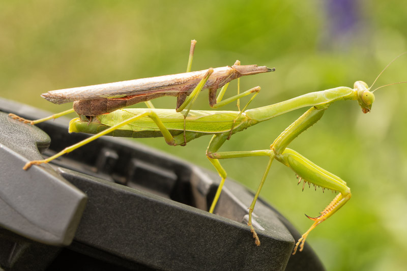 Praying Mantis, Praying Mantis cannibalism