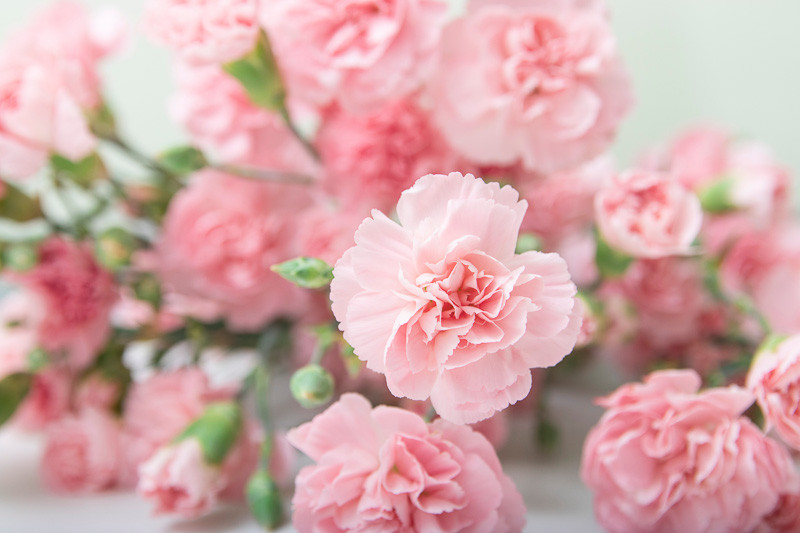 Carnations, January Birth Flower, Birth Flowers, Birth Month Flowers, Birth Flower, Month Birth Flower,