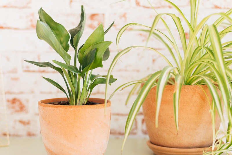 Are Spider Plants Toxic to Cats?