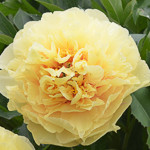 Paeonia 'Garden Treasure', Peony 'Garden Treasure', 'Garden Treasure' Peony, Itoh Peony 'Garden Treasure', Intersectional Peony 'Garden Treasure', Yellow Peonies, Yellow flowers, Fragrant Peonies
