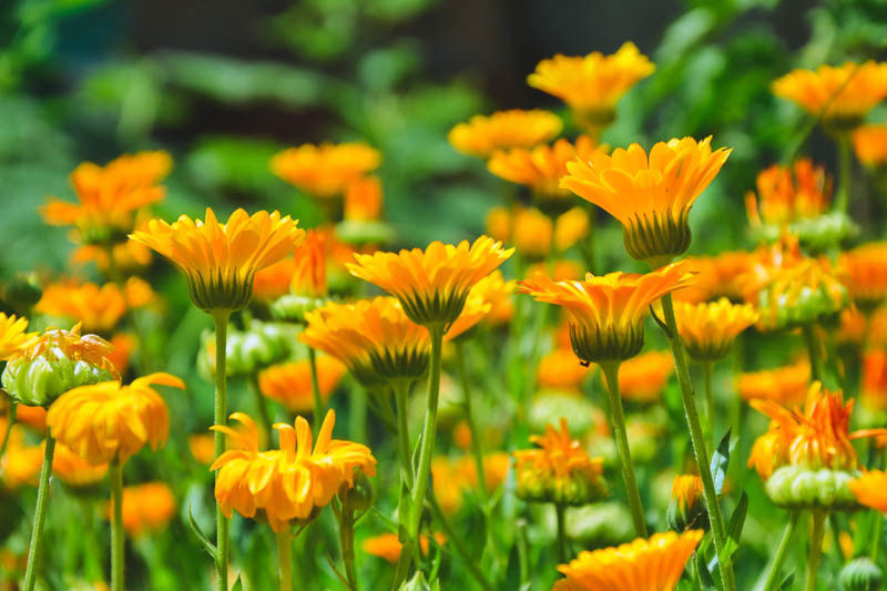 Pot Marigold, English Marigold, Poet's Marigold, Common Marigold, Scotch Marigold, Calendula officinalis