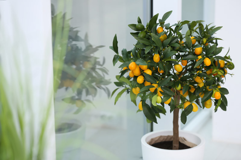 Kumquat, Kumquat Tree, Kumquats, Citrus japonica, Citrus kinokuni, Citrus madurensis, Citrus × nobilis var. inermis, Citrus kumquat, Fortunella hindsii, Fortunella japonica, Fortunella margarita, Fortunella × crassifolia