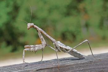 Carolina mantis, Stagmomantis carolina