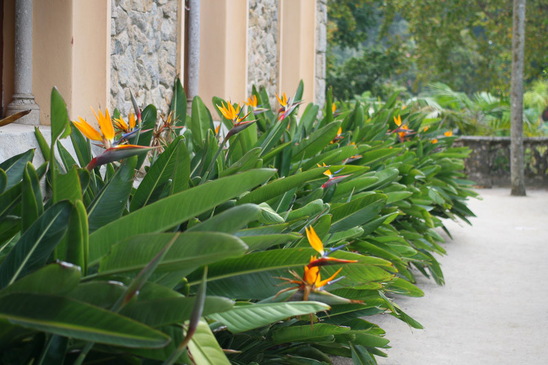 Bird of Paradise, Strelitzia, Crane Flower, Bird of Paradise Flower, Canna-leaved Strelitzia