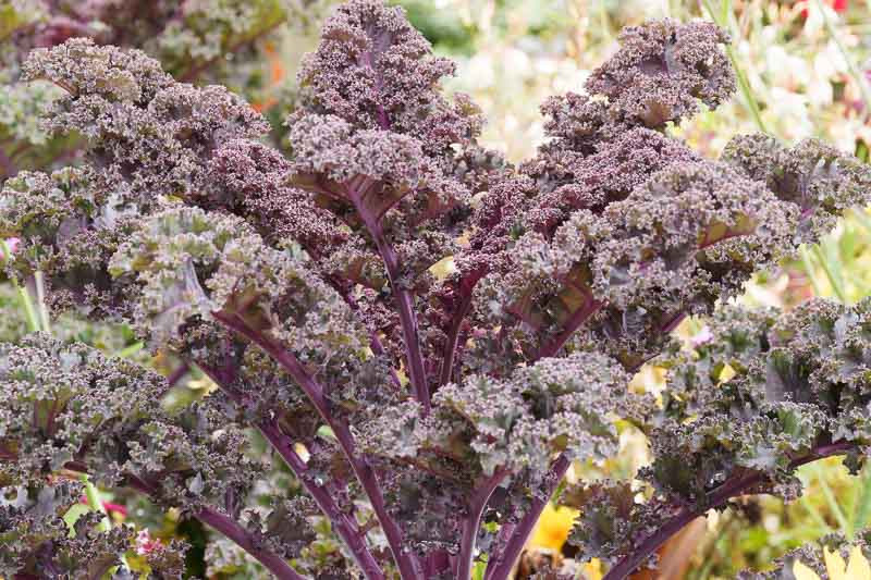 Kale, Curly Kale, Lacinato Kale, Tuscan Kale, Dinosaur Kale, Black Kale, Red Russian Kale, Redbor Kale, Siberian Kale, Ornamental Kale