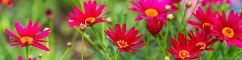 Daisy, Daisies, Painted Daisy, Painted Daisies, Tanacetum coccineum, Pyrethrum Daisies,Chrysanthemum coccineum