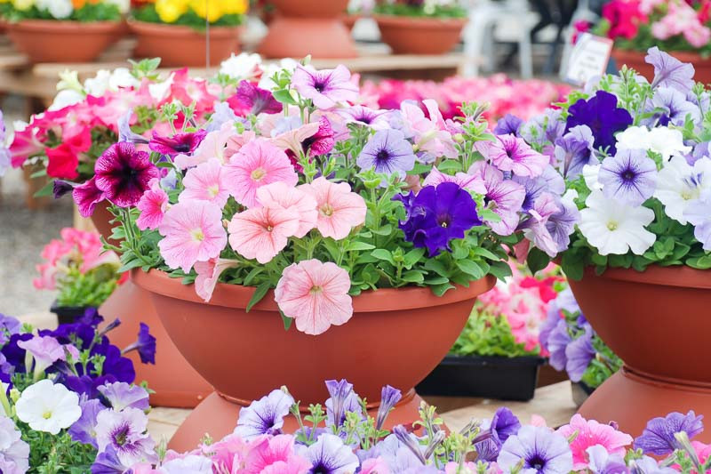 Petunia, Petunias, Annual Flowers,