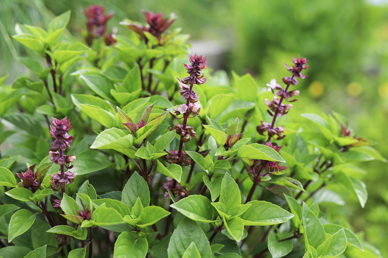 Basil, Ocimum basilicum, Sweet Basil