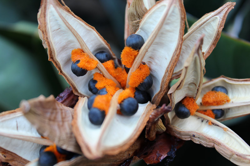 Bird of Paradise, Strelitzia, Crane Flower, Bird of Paradise Flower, Canna-leaved Strelitzia