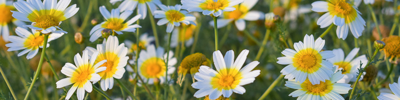 Crown Daisy, Annual Painted Daisy, Chrysanthemum Greens, Garland Chrysanthemum, Shungiku, Sicilian Chrysanthemum, Glebionis coronaria, Ismelia coronaria, Xanthophthalmum coronarium, Pinardia coronaria, Chrysanthemum coronarium