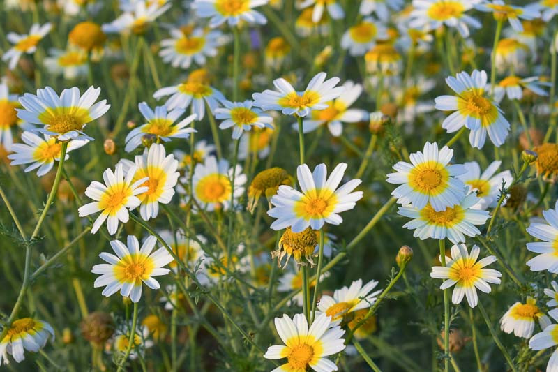 Crown Daisy, Annual Painted Daisy, Chrysanthemum Greens, Garland Chrysanthemum, Shungiku, Sicilian Chrysanthemum, Glebionis coronaria, Ismelia coronaria, Xanthophthalmum coronarium, Pinardia coronaria, Chrysanthemum coronarium