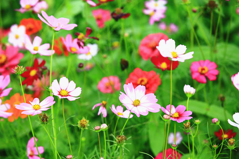 Cosmos, Cosmos Flowers, October Birth Flower, Birth Flowers, Birth Month Flowers, Birth Flower, Month Birth Flower,