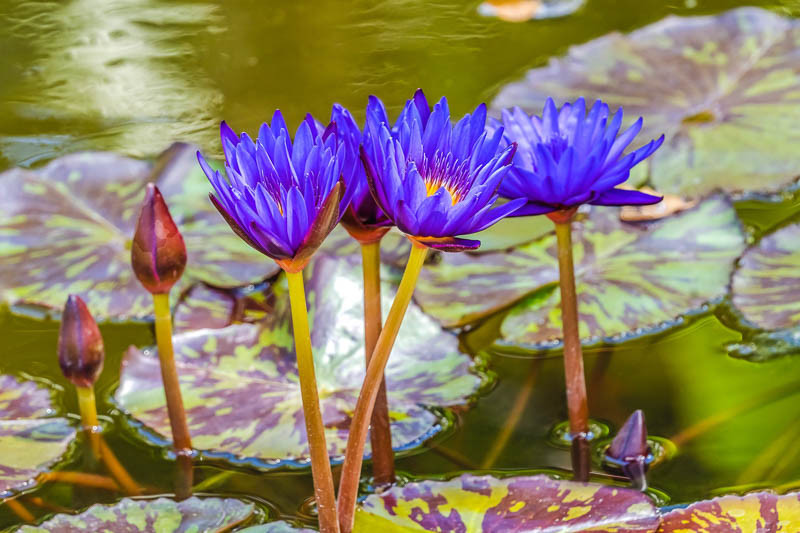 Water Lily, July Birth Flower, Birth Flowers, Birth Month Flowers, Birth Flower, Month Birth Flower, May Birth Flower, June Birth Flower, July Birth Flower