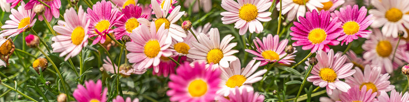 Daisy, Daisies, Marguerite daisy, Paris Daisy, Argyranthemum frutescens