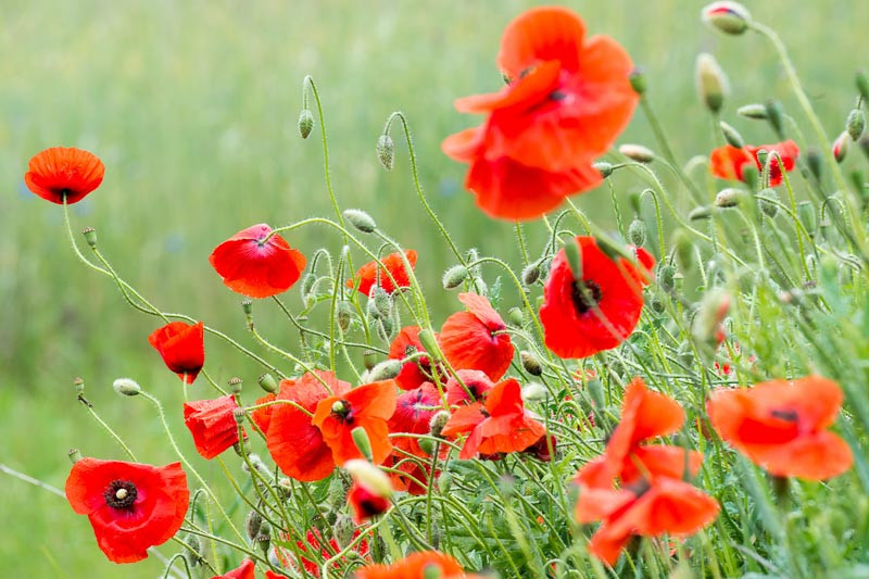 Poppy, Poppies, August Birth Flower, Birth Flowers, Birth Month Flowers, Birth Flower, Month Birth Flower, May Birth Flower, June Birth Flower, July Birth Flower