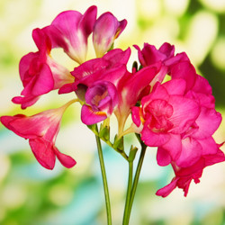 Freesia, Freesia planting information, planting freesias, planting freesia, how to grow freesia, how to grow freesias, how to care for freesia