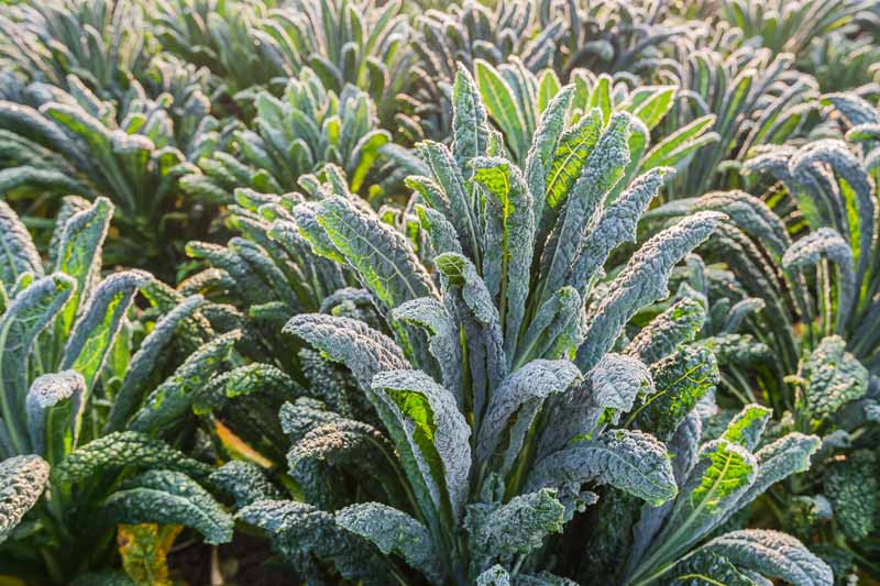 Kale, Curly Kale, Lacinato Kale, Tuscan Kale, Dinosaur Kale, Black Kale, Red Russian Kale, Redbor Kale, Siberian Kale, Ornamental Kale