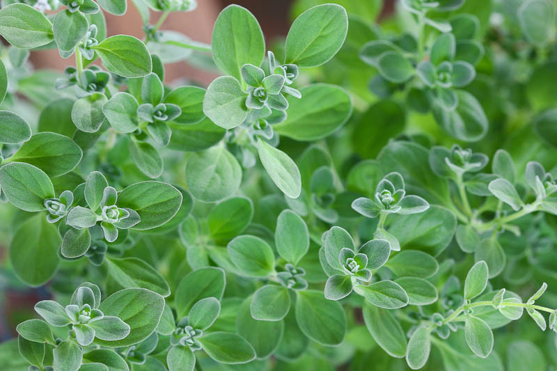 Marjoram, Sweet Marjoram, Origanum majorana