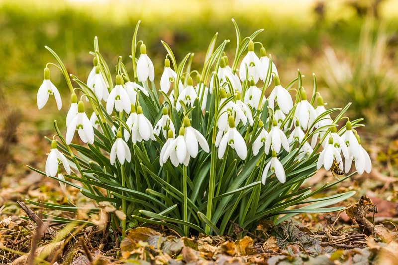 Snowdrops, January Birth Flower, Birth Flowers, Birth Month Flowers, Birth Flower, Month Birth Flower,