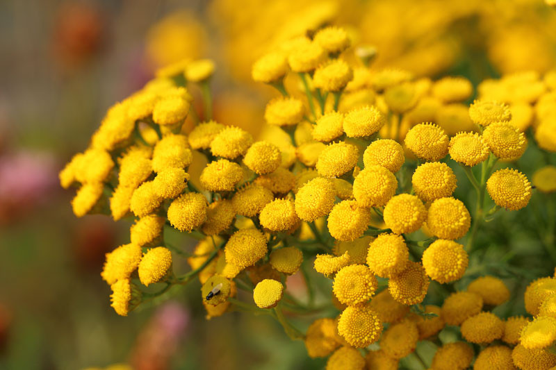 Tansy, Buttons, Buttonweed, Ginger Plant, Golden Buttons, Hind-Heal, Immortality, Chrysanthemum vulgare