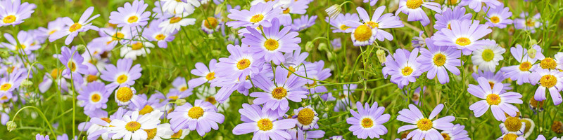 Swan River Daisy, Swan River Daisies, Daisy, Daisies, Brachyscome iberidifolia, Austalia Native Plant