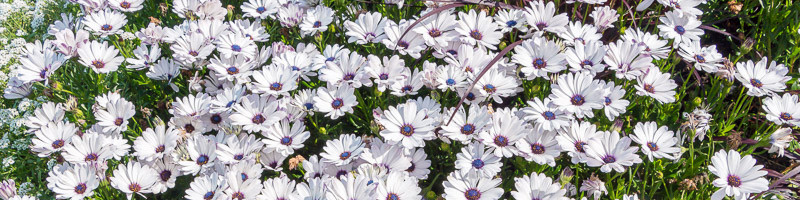 Cape Marguerite, Dimorphotheca ecklonis, Cape Marguerite Daisy, Van Stadens River daisy, Sundays River Daisy, Blue-and-White Daisy Bush, White Daisy Bush, Osteospermum ecklonis