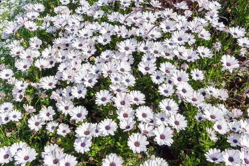 Cape Marguerite, Dimorphotheca ecklonis, Cape Marguerite Daisy, Van Stadens River daisy, Sundays River Daisy, Blue-and-White Daisy Bush, White Daisy Bush, Osteospermum ecklonis