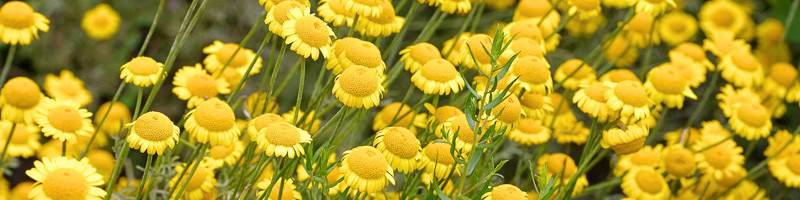 Daisy, Daisies, Golden Marguerite, Golden Chamomile, Oxeye Chamomile, Dyer's Chamomile